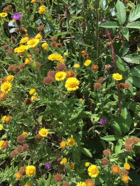 Common Fleabane