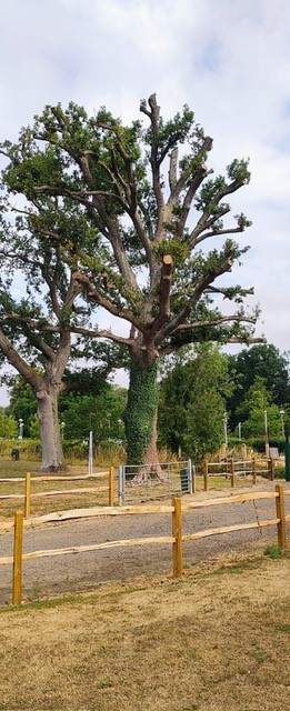 Tree 247