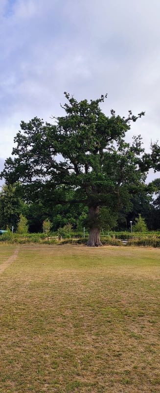 Tree 847